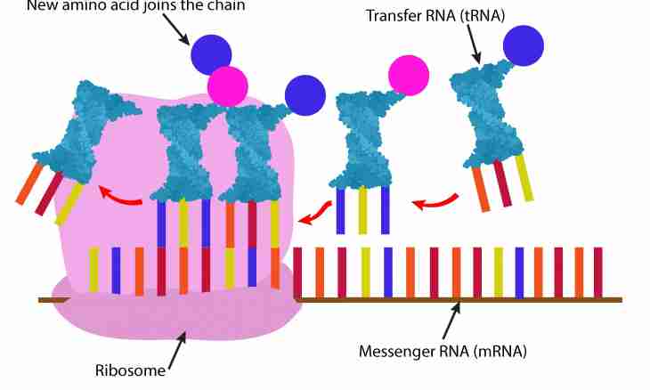 What types of RNA exist in a cage where they are synthesized